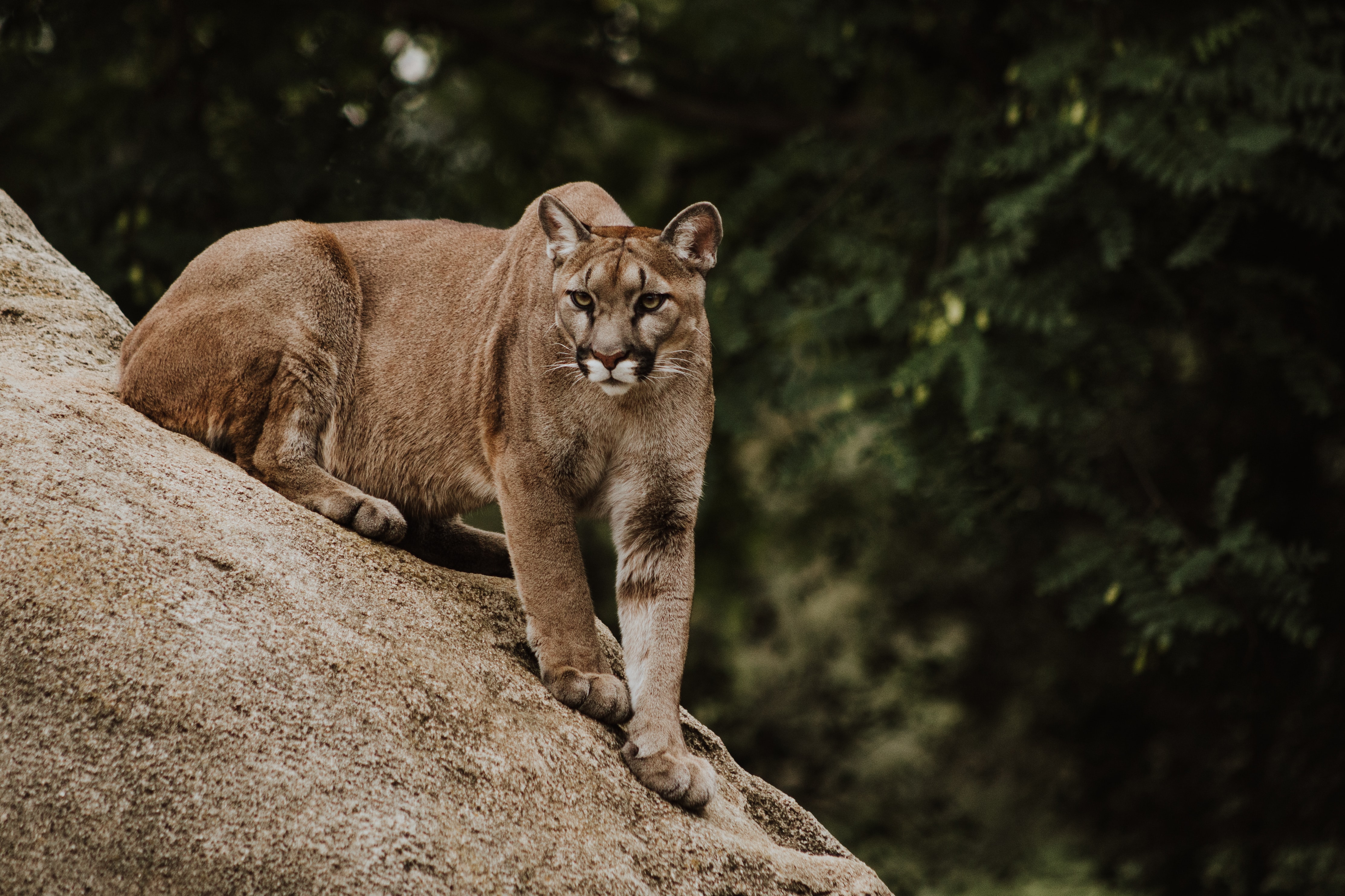 photo d'un cougar