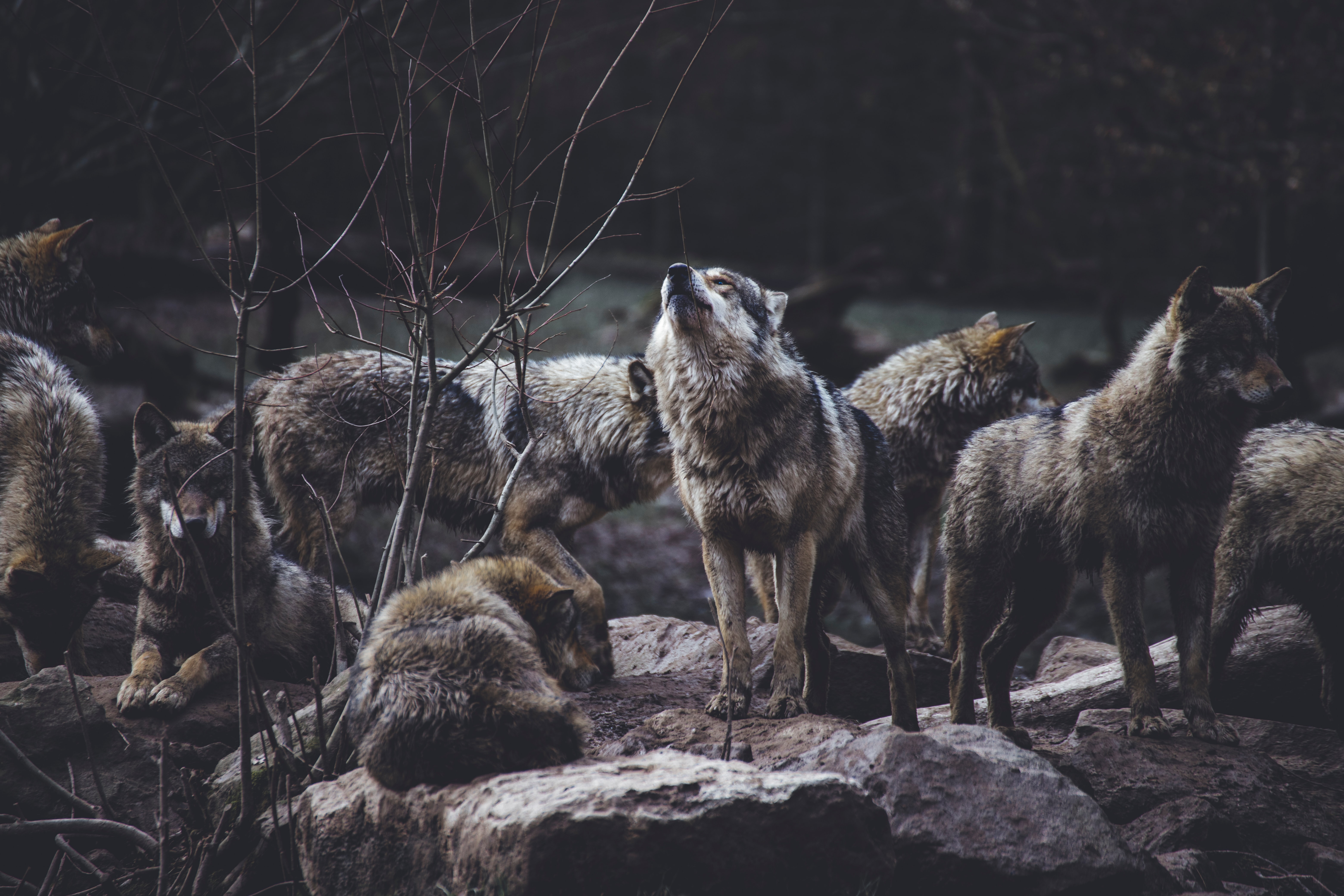 Photo d'une meute de loup