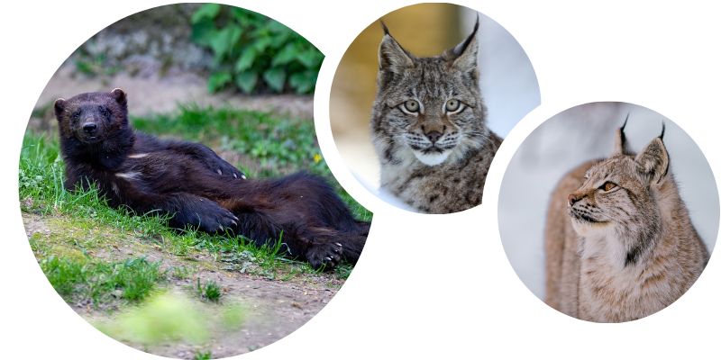 image animaux lynx et carcajous