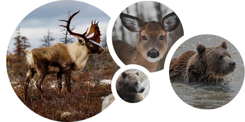 image animaux ours et caribou