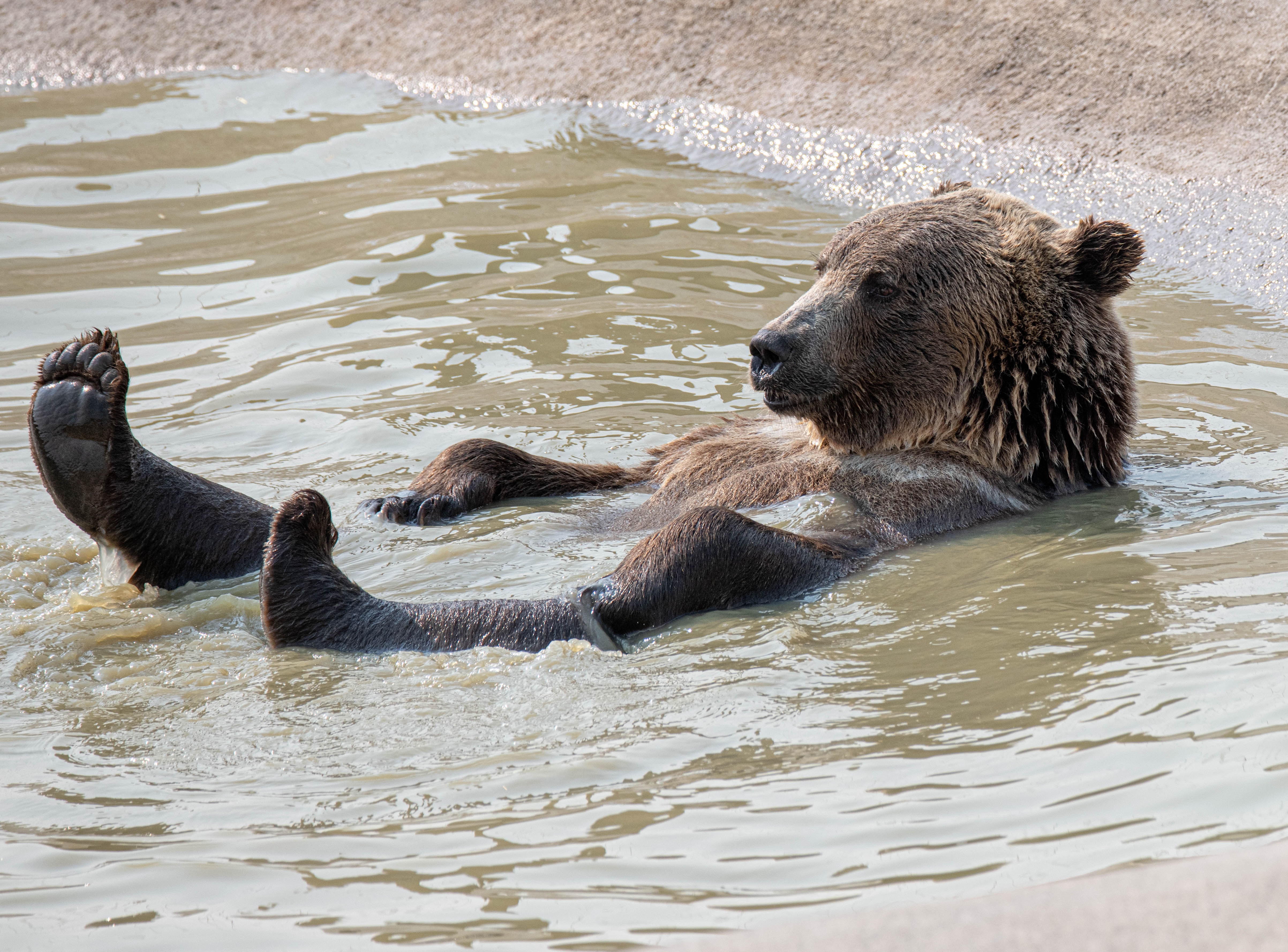 photo d'ours pour arrière plan